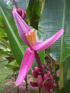 Belizian flowers Belize