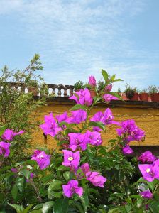 Bugambilia Flowers San Miguel de Allende Mexico