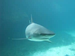Flatnose shark the Bahamas