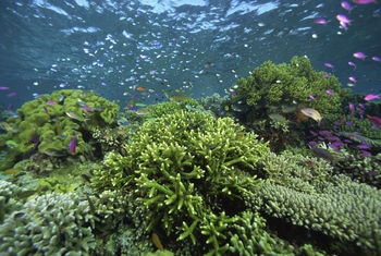 Malaysia-tropical-reef
