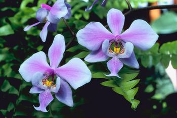 Philippines-exotic-flowers