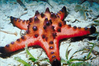 Philippines-starfish