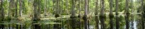 South Carolina Cypress Swamp