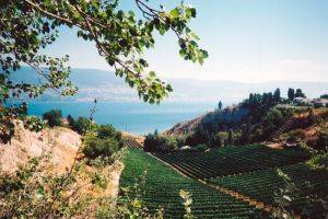 Summerland vineyard Kelowna Canada