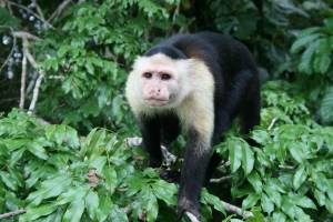 capuchin-monkey-panama