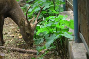 deer buck hunting in Tennessee