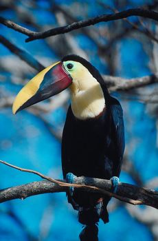 see-Toucans-in-Costa-Rica